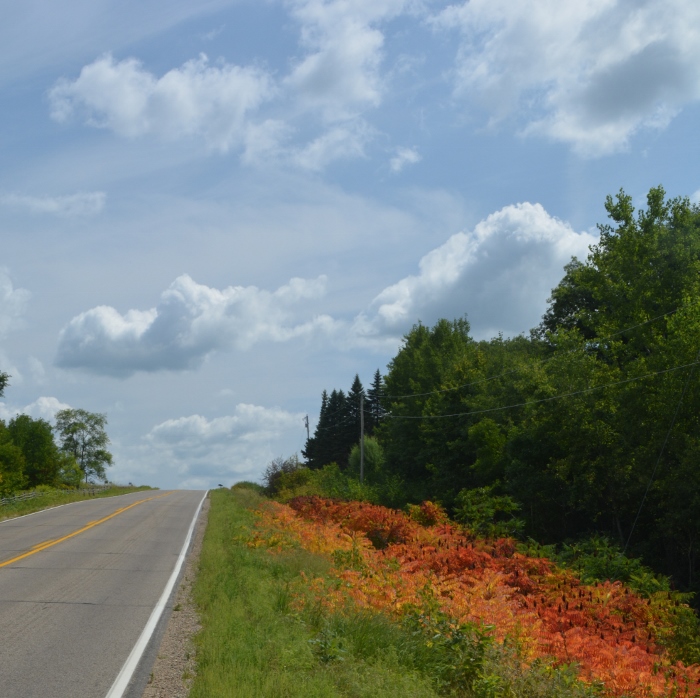 autumn sumac